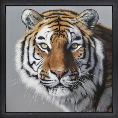 Amur Tiger | Martin Robson image