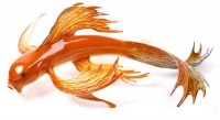 Big Kahuna | Koi image
