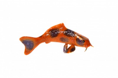 Small Koi Fish | Brian Arthur - Available image