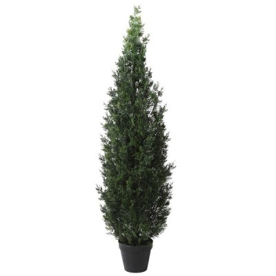 Outdoor Cedar Tree In Black Pot image