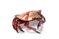 Dungeness Crab BA11 - Available image